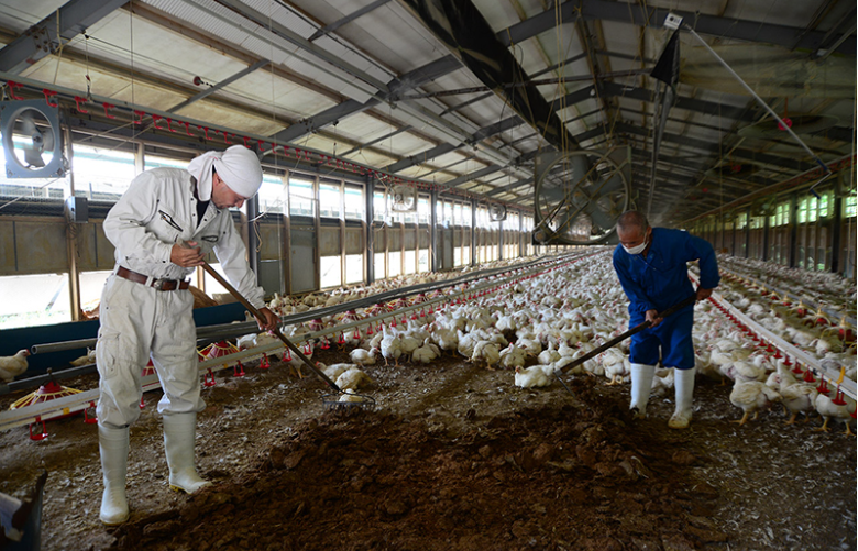 弊社の鶏の安心・安全へのこだわり