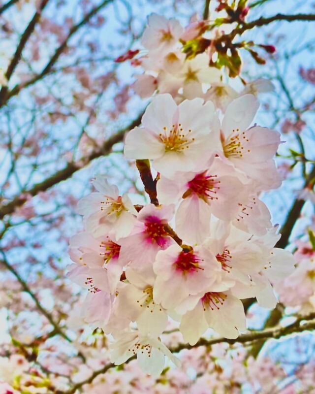 暖かい日差しが心地よく、それに応えるように、#宮崎県 では#桜 がたくさん花開いています。

画像は、事務所の近くにある桜の様子です。

元気いっぱいに花開く姿に、私たちはいつも元気をもらっています。

桜の花言葉は、桜の種類ごとに違うようですが、純潔、あなたに微笑む、想いを託すと言った言葉があるようですね。

今は社会情勢の大きな変化により、価格高騰なども影響し、誰もが大変だと思います。
そんな中ですが、私たち#英楽 は皆さまの毎日の食生活が少しでも心豊かとなるよう、桜の花言葉ではありませんが、皆さまへ寄り添える製品をお届けしてまいります。

桜に負けないような、皆さんのたくさんの笑顔で世界が#満開 になりますように…

#むそうどり #夢創鷄 #門川町 #延岡市