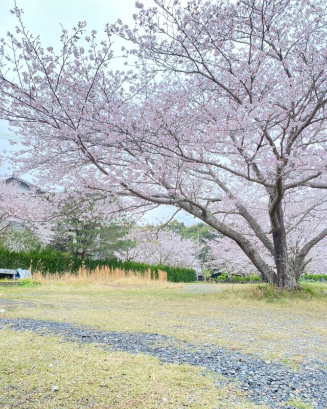 今朝、桜のお話をさせてもらいました。

そのあとに、うちの社員さんから同じ桜の木なんですが、子供さんに教えてもらいながらも撮影したという写真をいただきました！
とても心が和むような柔らかい写真だったので、アップしてしまいました！

撮影する人やタイミング、向きなんかで、こんなに雰囲気が違うんだなぁと感じたところでした。

この桜は、まだまだいろんな変化を見せてくれると思っていますが、その表情を引き続き楽しんでみたいと思います。

皆さんの近くの桜は、いかがですか？

#英楽 #夢創鶏 #むそうどり #宮崎県 #門川町 #延岡市 #桜 #和み